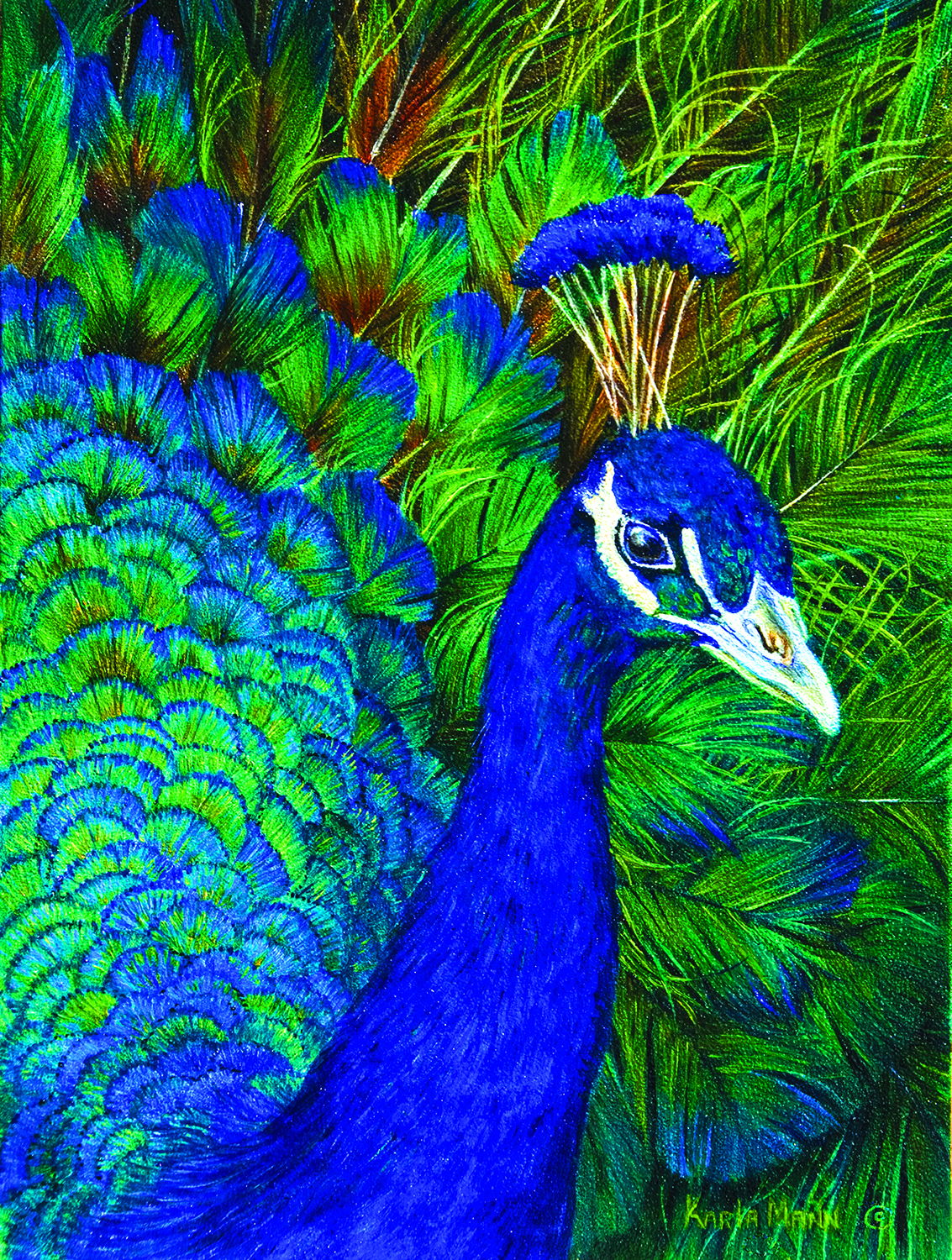 SO-26204 - Peacock
