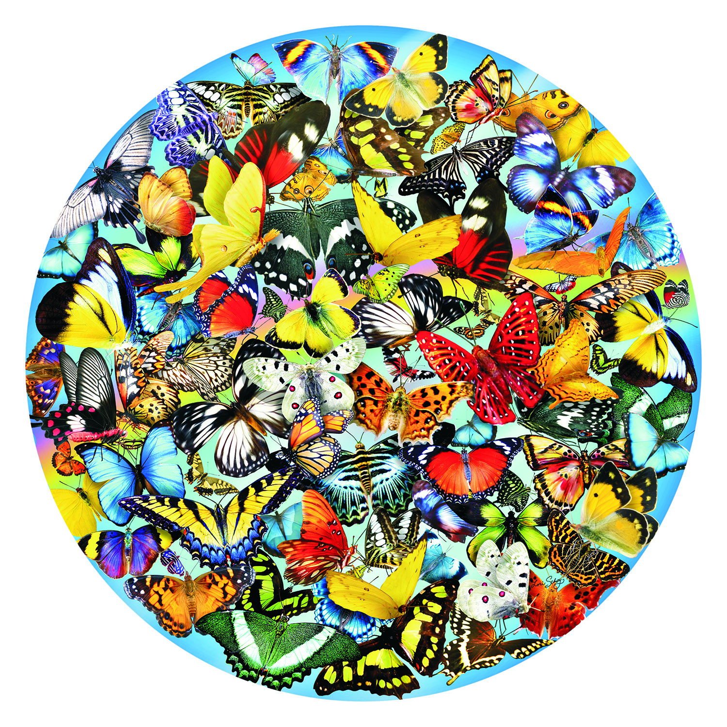 Butterflies in the Round